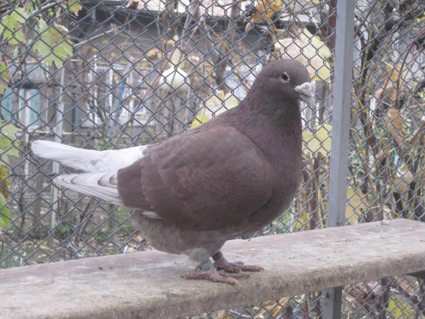  - MASCULI STANDARD PT 2018