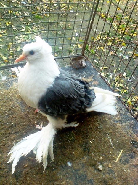 fotografie3213_001 - D ___ CRETI  FRANCEZI CAPACITI