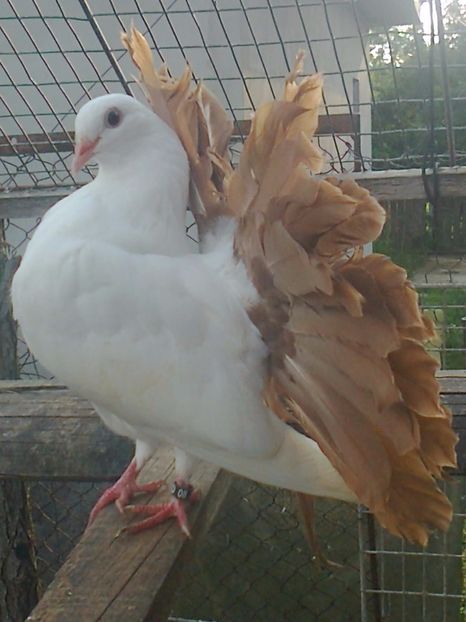 fotografie1882_001 - B ___ VOLTATI CU COADA ROSIE