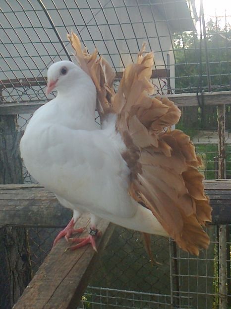 Fotografie1882 - B ___ VOLTATI CU COADA ROSIE