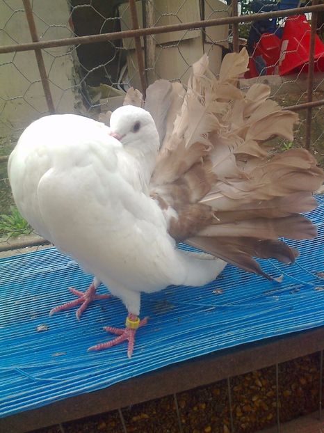 fotografie2959_001 - B ___ VOLTATI CU COADA ROSIE