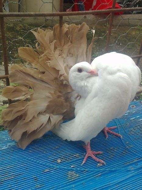 fotografie2962_001 - B ___ VOLTATI CU COADA ROSIE