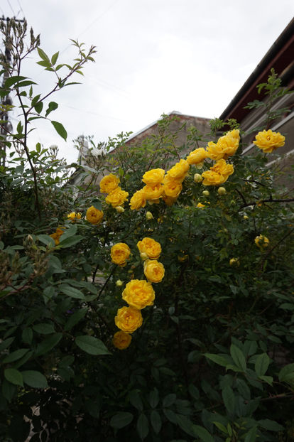  - Persian Yellow