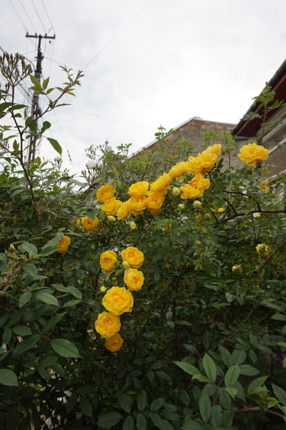  - Persian Yellow