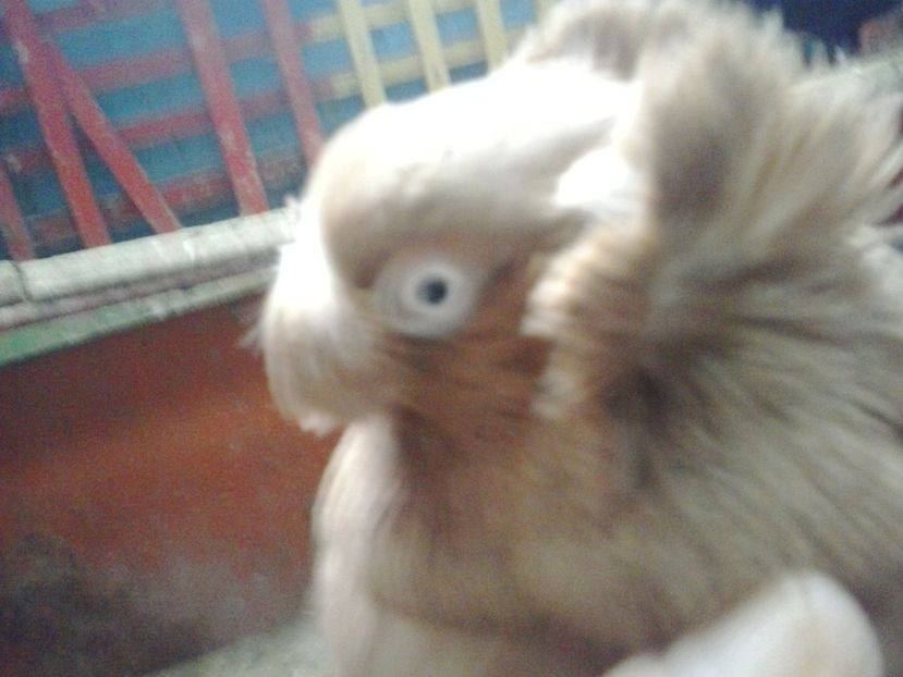 2017-11-12 15.11.33 - GENETICA