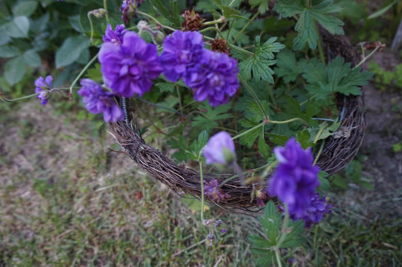  - Geranium si alte perene