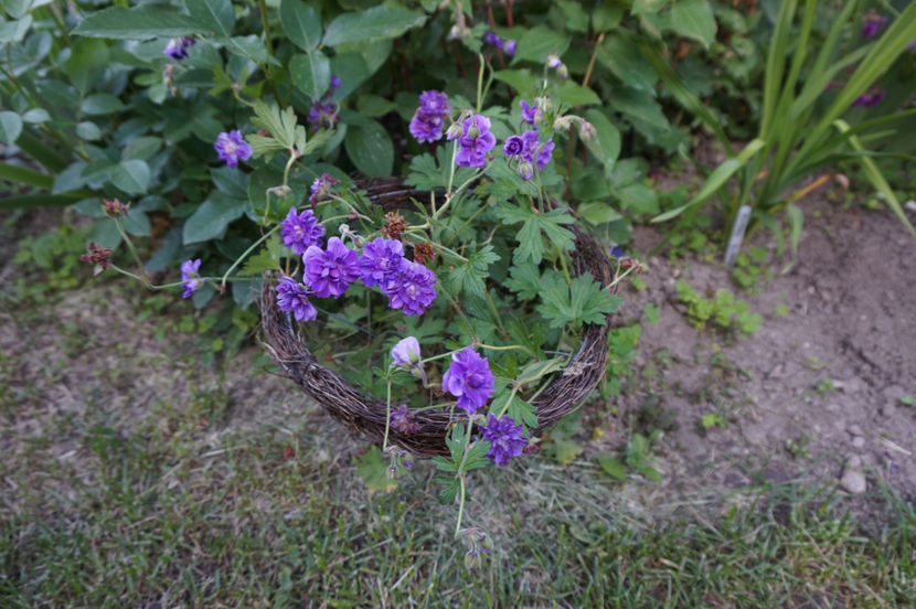 Hymalayense Plenum - Geranium si alte perene