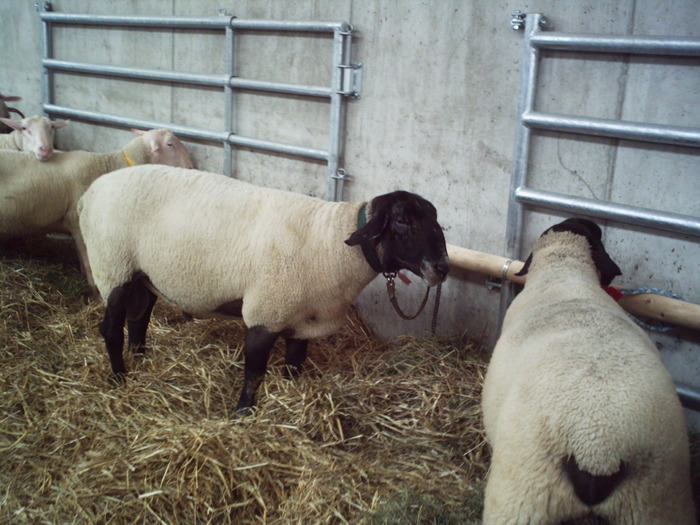 berbec Suffolk 175 de kg - oi suffolk stahrl si texel-Firma kolcsar-Oroszlany