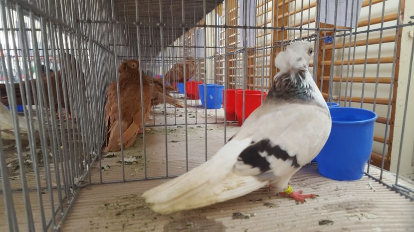  - 1541 Expo Constanta 2017 b