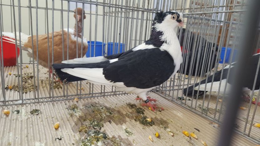  - 1541 Expo Constanta 2017 b