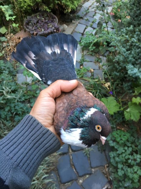 FB65454A-ECAE-4CD9-A5A4-260F483DE6DD - -Orbeteni Brumarii