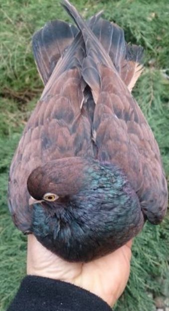 505B055A-0F88-42FE-AF63-36A2115C49BC - -Orbeteni Ruginiti