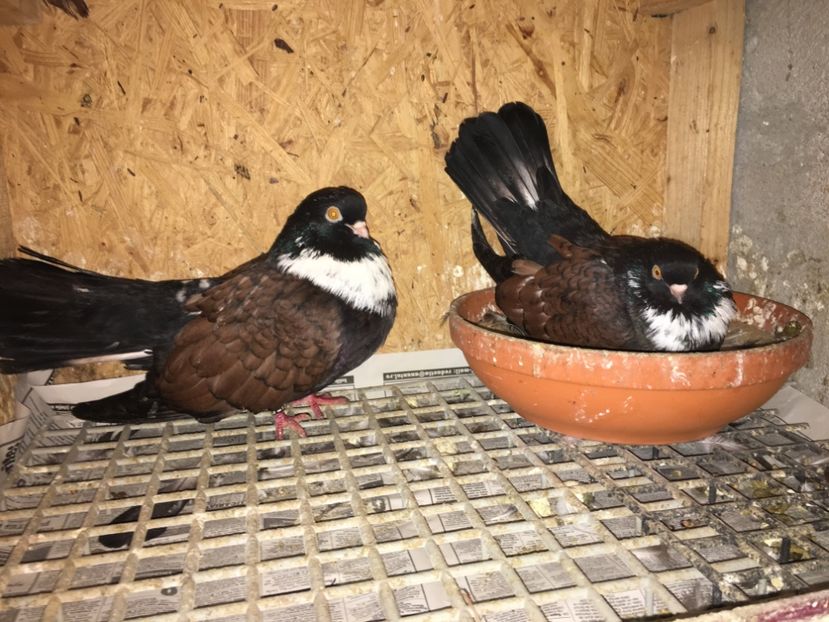 A21C1C8E-2FC5-4E36-A202-17E627DB3534 - -Orbeteni Cap de Ratoi