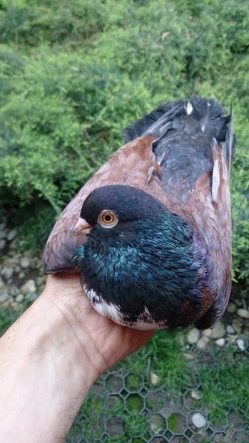 D69C3D43-BDD3-4FC3-8A2C-3C99F95C9209 - -Orbeteni Cap de Ratoi