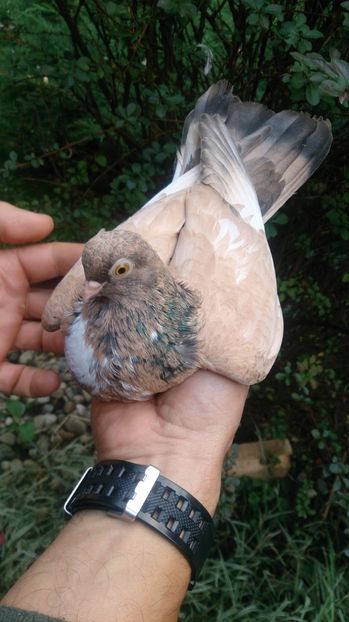 E7ACD409-4D39-4A16-AE1C-0CE08E80CA73 - -Orbeteni Canepii