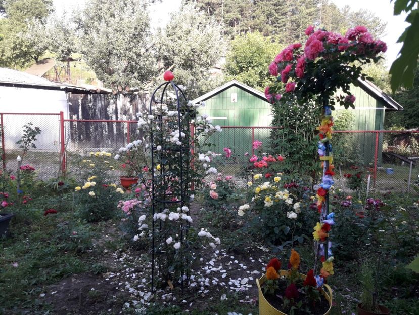  - IMAGINI MIXTE GRADINA 2017