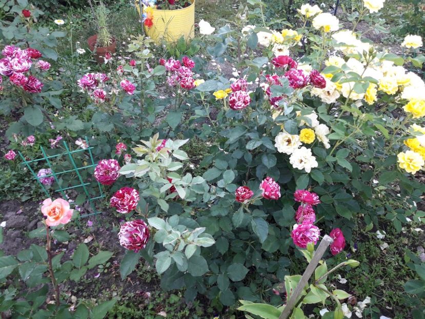  - IMAGINI MIXTE GRADINA 2017