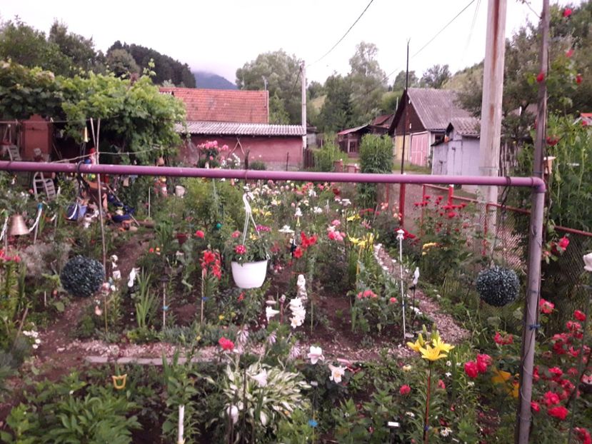  - IMAGINI MIXTE GRADINA 2017