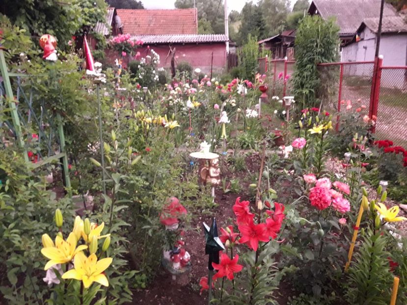  - IMAGINI MIXTE GRADINA 2017