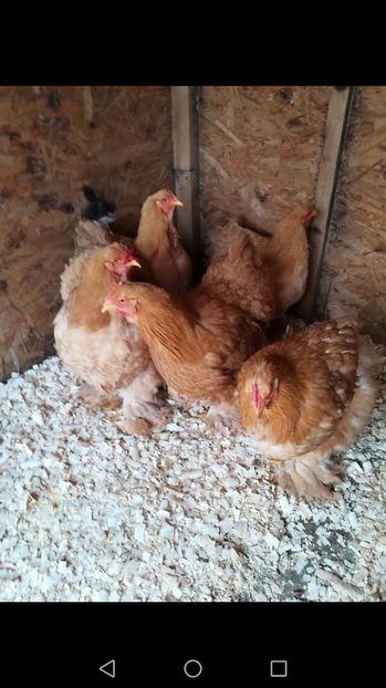  - Cochinchina urias galben 2017