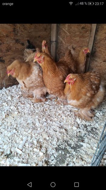  - Cochinchina urias galben 2017