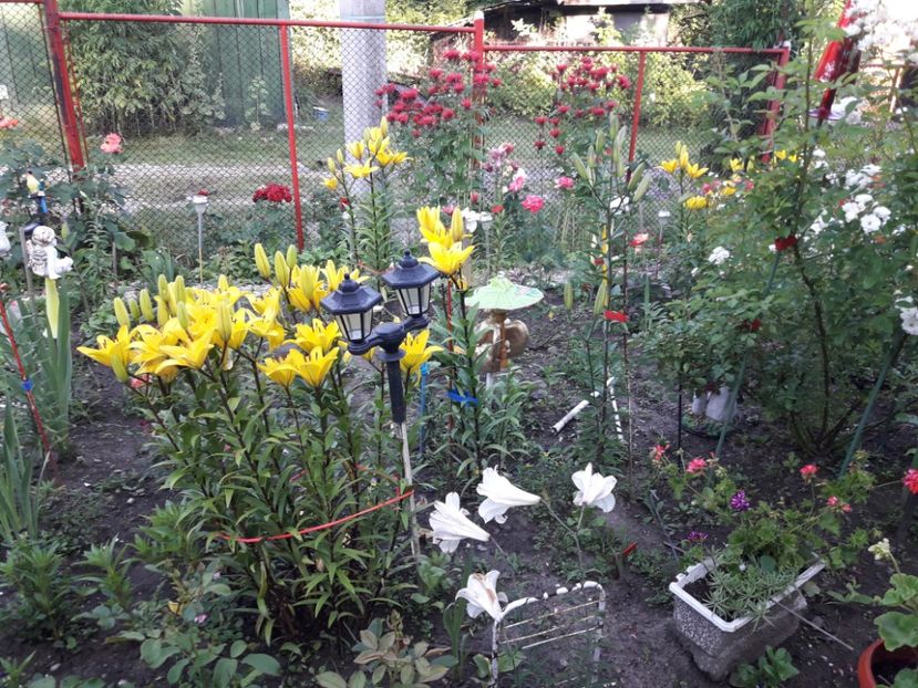  - IMAGINI MIXTE GRADINA 2017