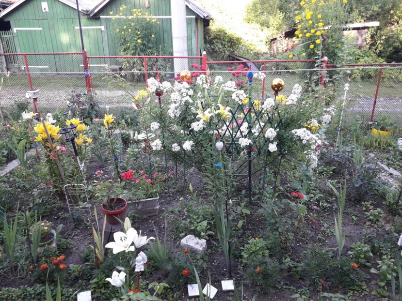  - IMAGINI MIXTE GRADINA 2017