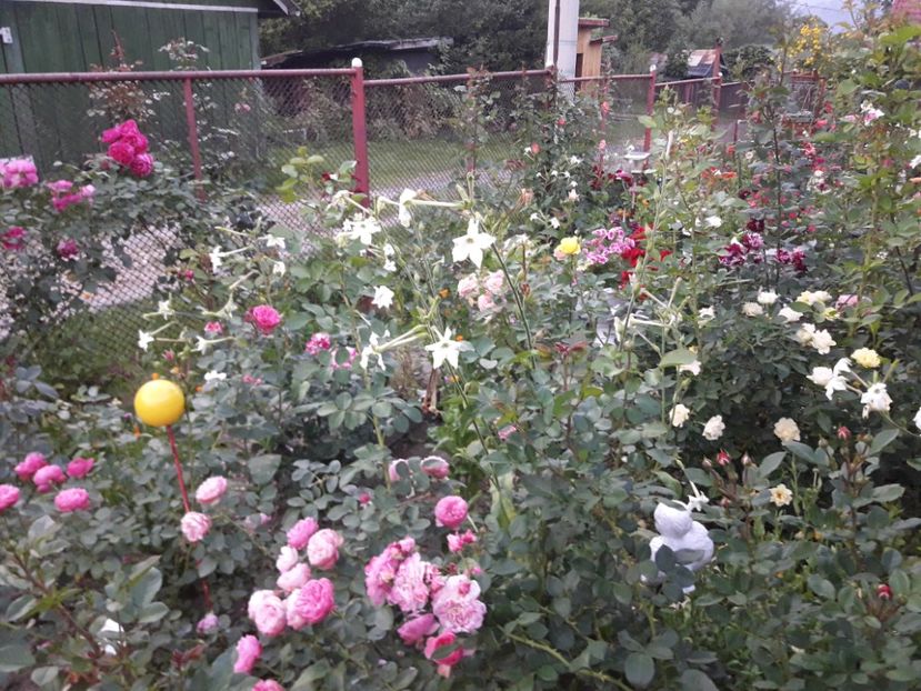  - IMAGINI MIXTE GRADINA 2017
