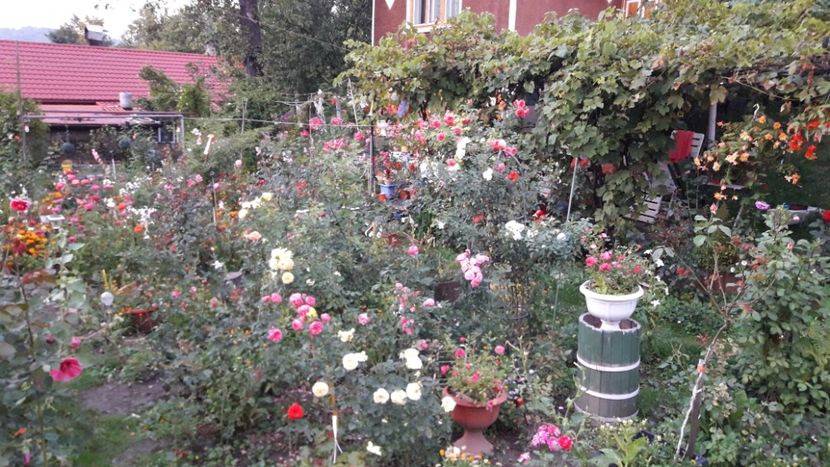  - IMAGINI MIXTE GRADINA 2017