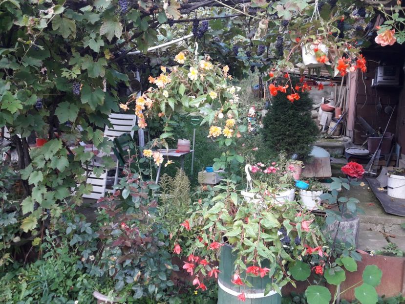  - IMAGINI MIXTE GRADINA 2017