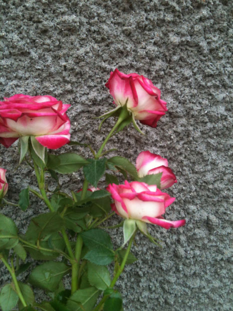 Imara® - Trandafiri clasici si spray