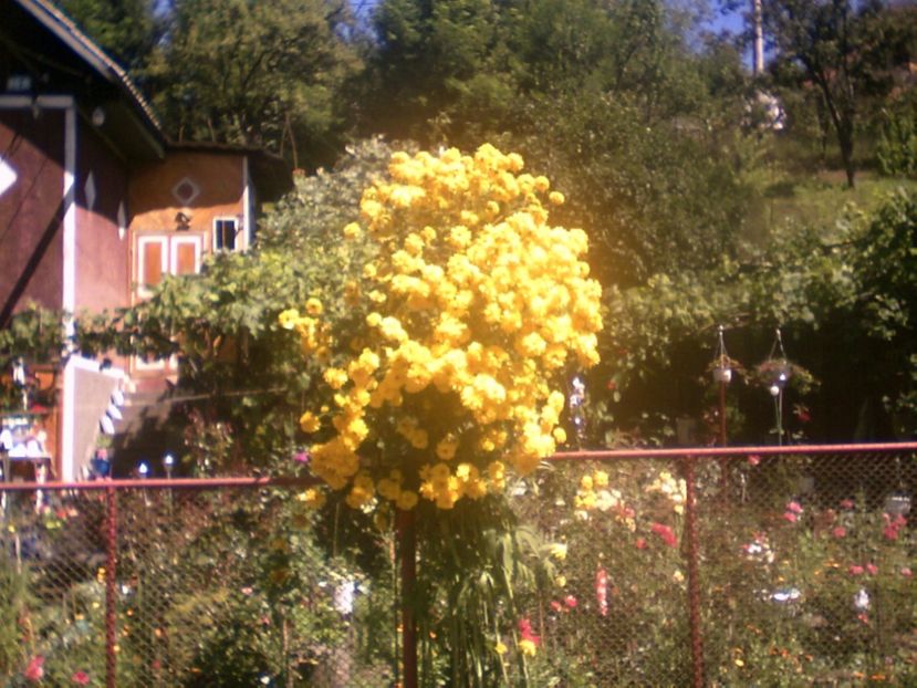  - RUDBEICKA LACINIATA HORTENSIA-CASCADA AURIE-