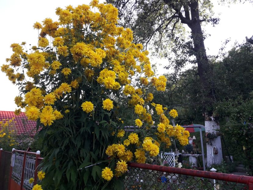  - RUDBEICKA LACINIATA HORTENSIA-CASCADA AURIE-