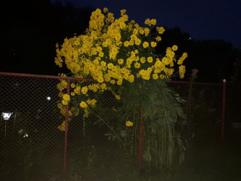  - RUDBEICKA LACINIATA HORTENSIA-CASCADA AURIE-