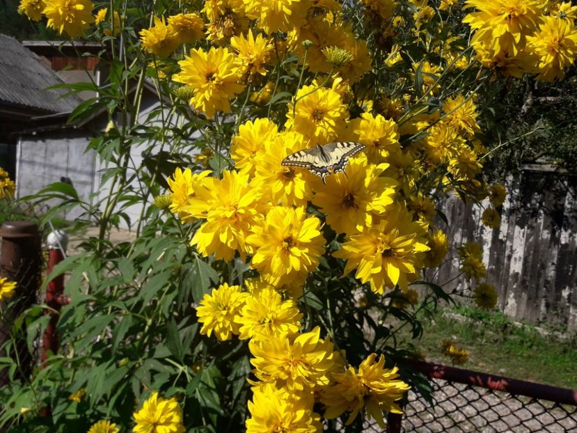  - RUDBEICKA LACINIATA HORTENSIA-CASCADA AURIE-