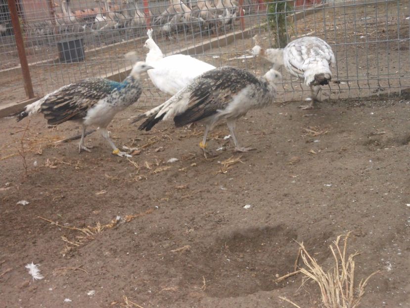  - pauni umeri negri