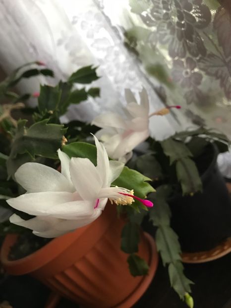  - Schlumbergera