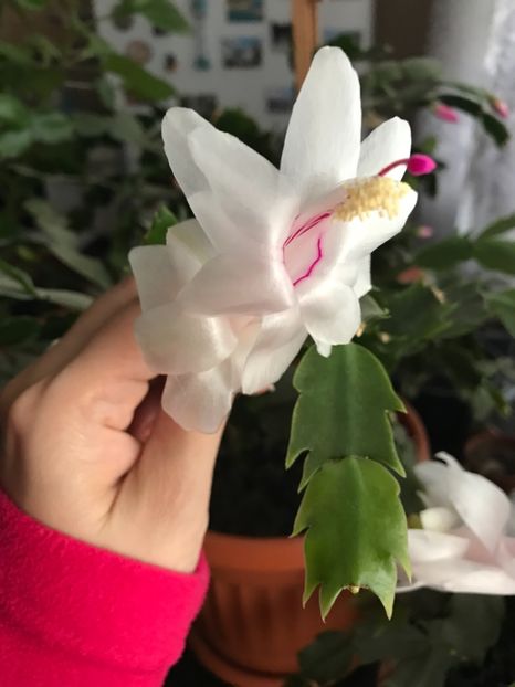  - Schlumbergera