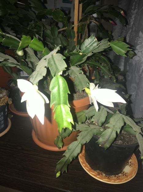  - Schlumbergera