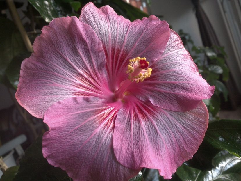 WIN_20171128_081030 - Tahitian Raspberry Star