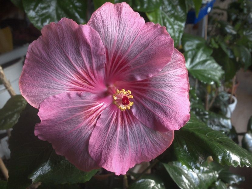  - 0Hibiscus in colectie infloriti