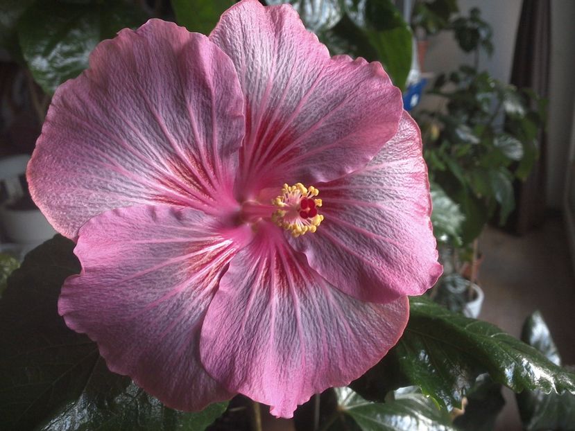 Tah.Raspberry Star - 0Hibiscus in colectie infloriti