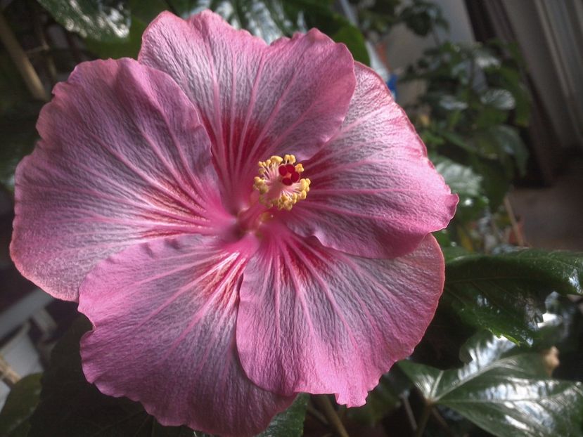 WIN_20171128_081128 - Tahitian Raspberry Star