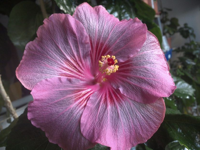 Tah.Raspberry Star - 0Hibiscus in colectie infloriti