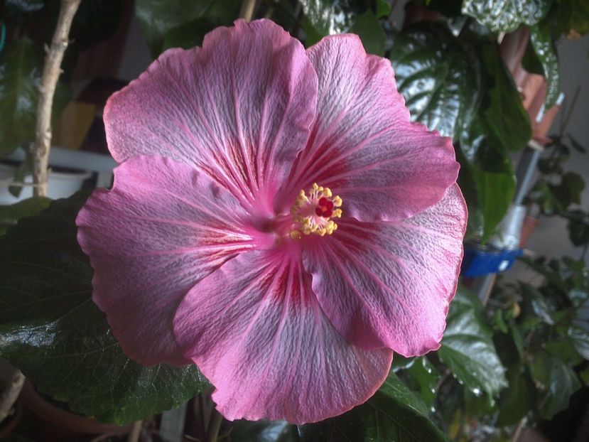 WIN_20171128_081152 - Tahitian Raspberry Star