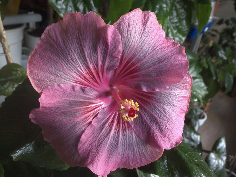 WIN_20171128_081158 - Tahitian Raspberry Star