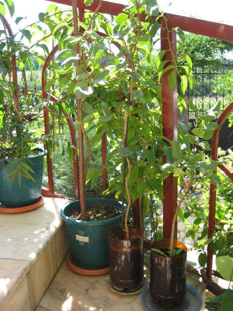 Picture 8276 - Pistacia vera - Fistic