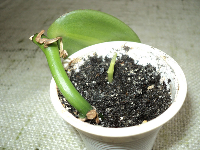 28 nov.2017 inca un harnicut... - Vanilia