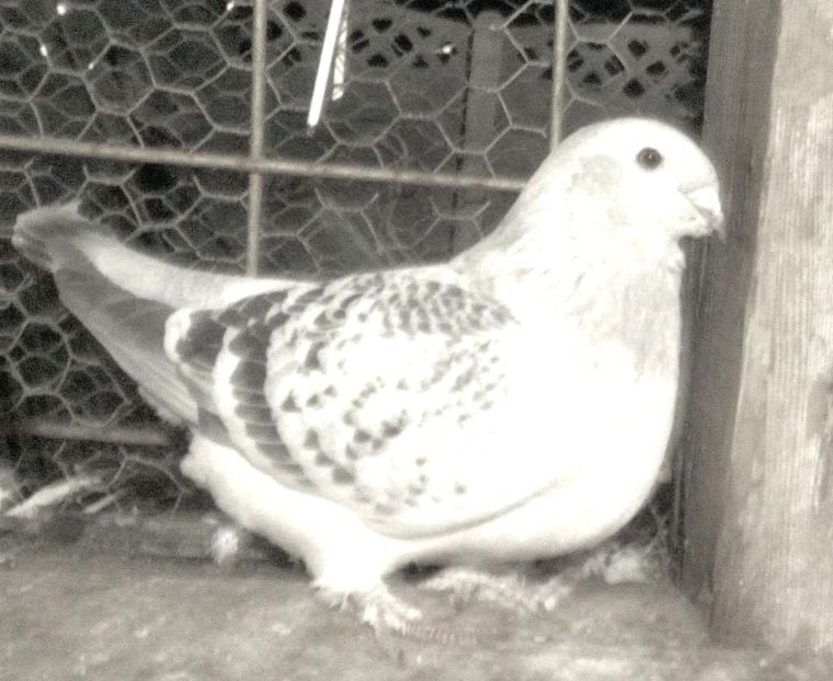  - 3 CIOCANITI AZUR-VANDUTI