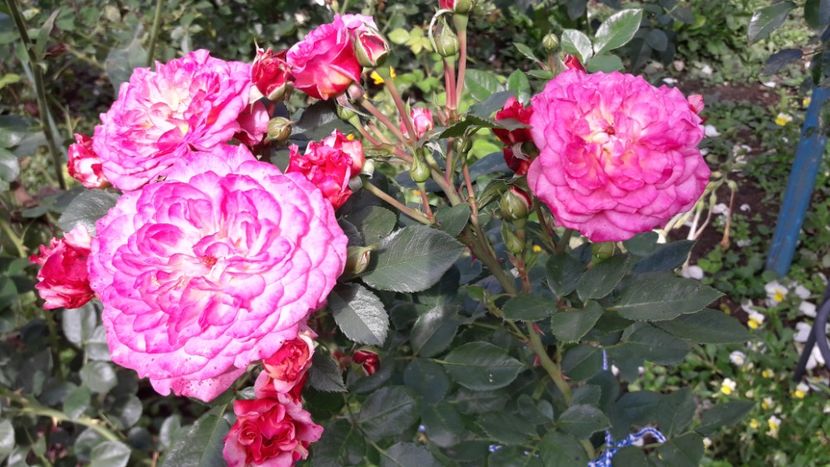 20170912_131343_Richtone(HDR) - COUNTRY GIRL